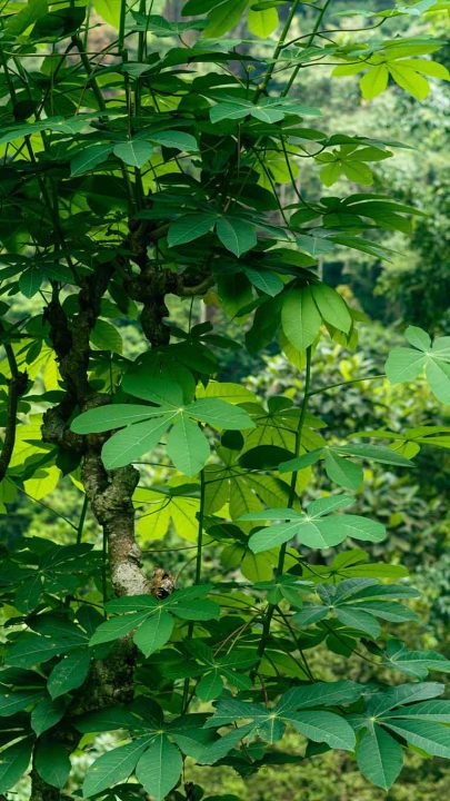 Ceburan-Dukuh-Waterfall-008