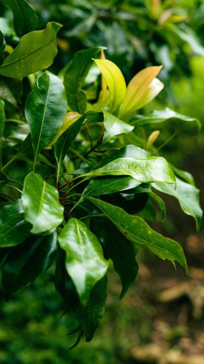 Ceburan-Dukuh-Waterfall-009